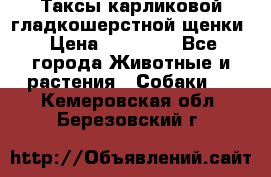 Таксы карликовой гладкошерстной щенки › Цена ­ 20 000 - Все города Животные и растения » Собаки   . Кемеровская обл.,Березовский г.